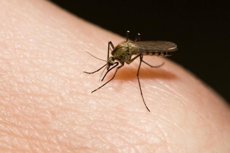 Szúnyoggyérítés - Lakossági tájékoztató