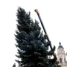 Felállították a város karácsonyfáját