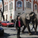 Elefánt a Rákóczi úton