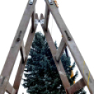 Felállították a város karácsonyfáját