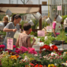 Rózsák Hétvégéje - Oázis Kertészeti Áruház