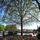 Virágvásár és főzőfesztivál Csemőben