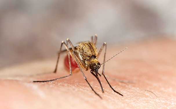 Újabb csapás a ceglédi vérszívókra