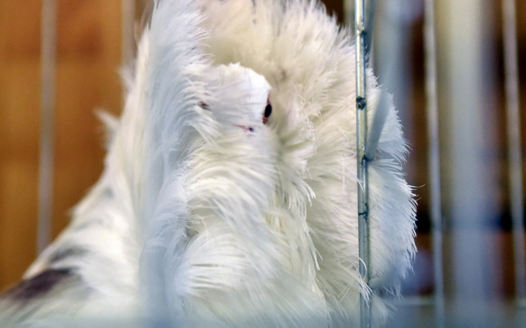 A legszebb rövidcsőrűek