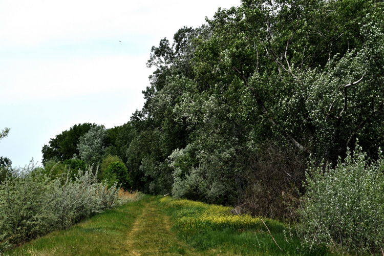 Karanténséta a Gerje parton