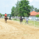 Bor és laskafesztivál - II