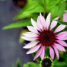 Csemőben is járt a nemzetközi zsűri