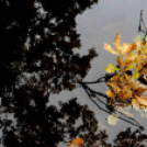 Ősz a Gubody parkban