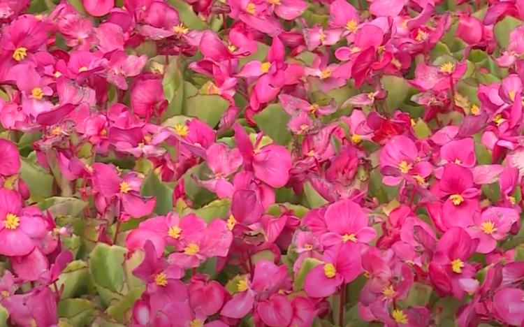 Virágtenger a fólia alatt