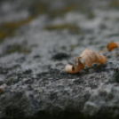 ,,Tudom e mérni a mérhetetlent’’