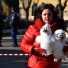 Feldíszítették a város karácsonyfáját