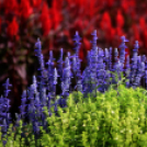 Együttműködésbe kezdett a csemői Marosi Faiskola és a Nemzeti Agrárkutatási és Innovációs Központ