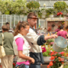 Rózsák Hétvégéje - Oázis Kertészeti Áruház