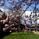 Két új magnóliafát ültettek