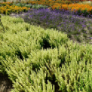 Kováts Zoltán Emlékülés Csemőben