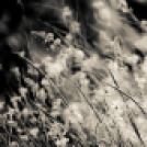 ,,Tudom e mérni a mérhetetlent’’