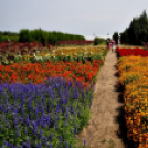 Együttműködésbe kezdett a csemői Marosi Faiskola és a Nemzeti Agrárkutatási és Innovációs Központ