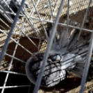 Galambkiállítás Cegléden