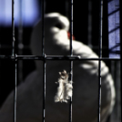 Galambkiállítás Cegléden