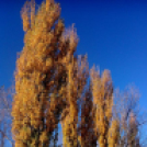 Halló Cegléd! - telefonfotók