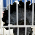 Galambkiállítás Cegléden