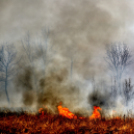 Száraz növényzet égett