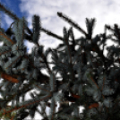 Karácsonyi készülődés a Szabadság téren