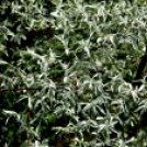 Karanténséta a Gerje parton