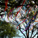 A város májusfája