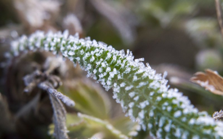 A hét közepéig maradnak a fagyos hajnalok, majd visszatér a tavaszias idő