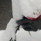 Március 15. koszorúzás