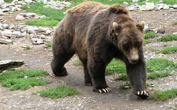 Borscsra támadt kedve egy szibériai medvének