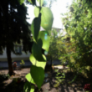 Idősek napja a Szociális Otthonban