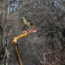 Megmetszették az ostorfákat