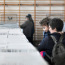 Galambkiállítás Cegléden