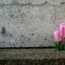 Halló Cegléd! - őszi látképek