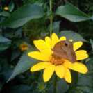 Telefonfotók - Ceglédi hangulatok