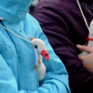 Márton napi felvonulás