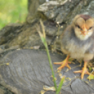 Nyitott Pince Napok - Kökény és Fia Családi Borászat