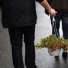 Régi idők piacztere - fotó: Kisfaludi István