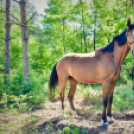 II. Ceglédi Vágta - kísérő rendezvények