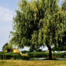 Infineon családi nap