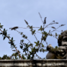 Brüsszel egy ceglédi objektíven keresztül