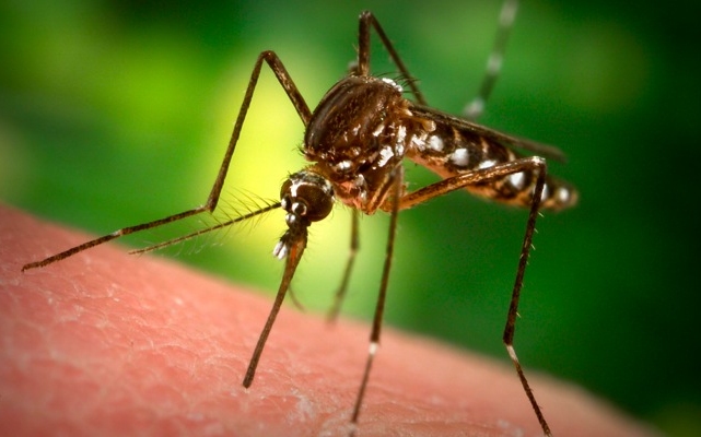 Lakossági tájékoztató szúnyoggyérítésről