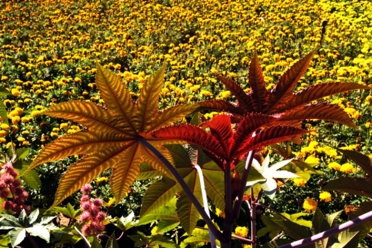 Színpompás bemutató