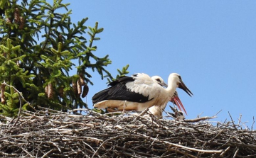Segítsünk a fehér gólyák felmérésében