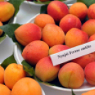 Kajszibarack tanácskozás a Gyümölcskutatóban