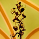 Rendezvénysorozat Dante emlékére