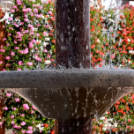 A növénynemesítő nyomában