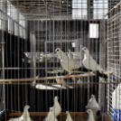 Galambkiállítás Cegléden